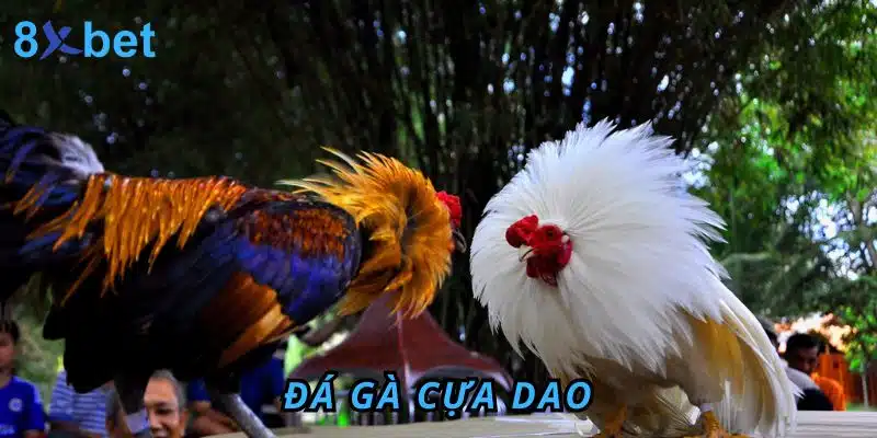 Đá Gà cựa dao
