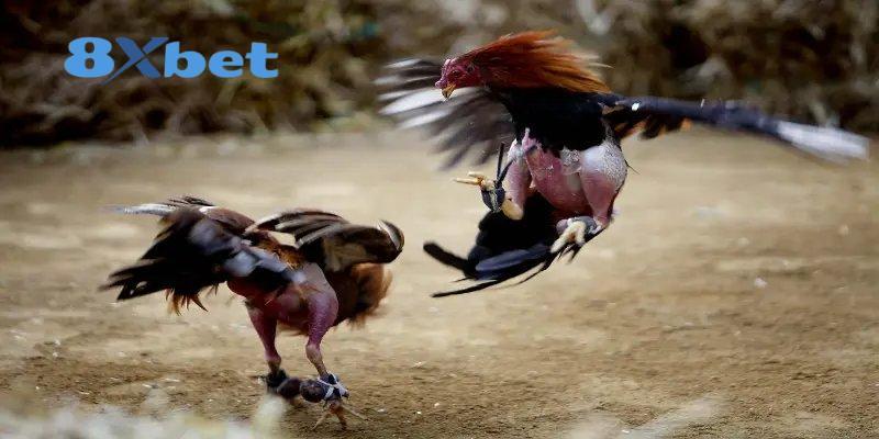 Tổng hợp hình thức tranh tài của các chiến kê